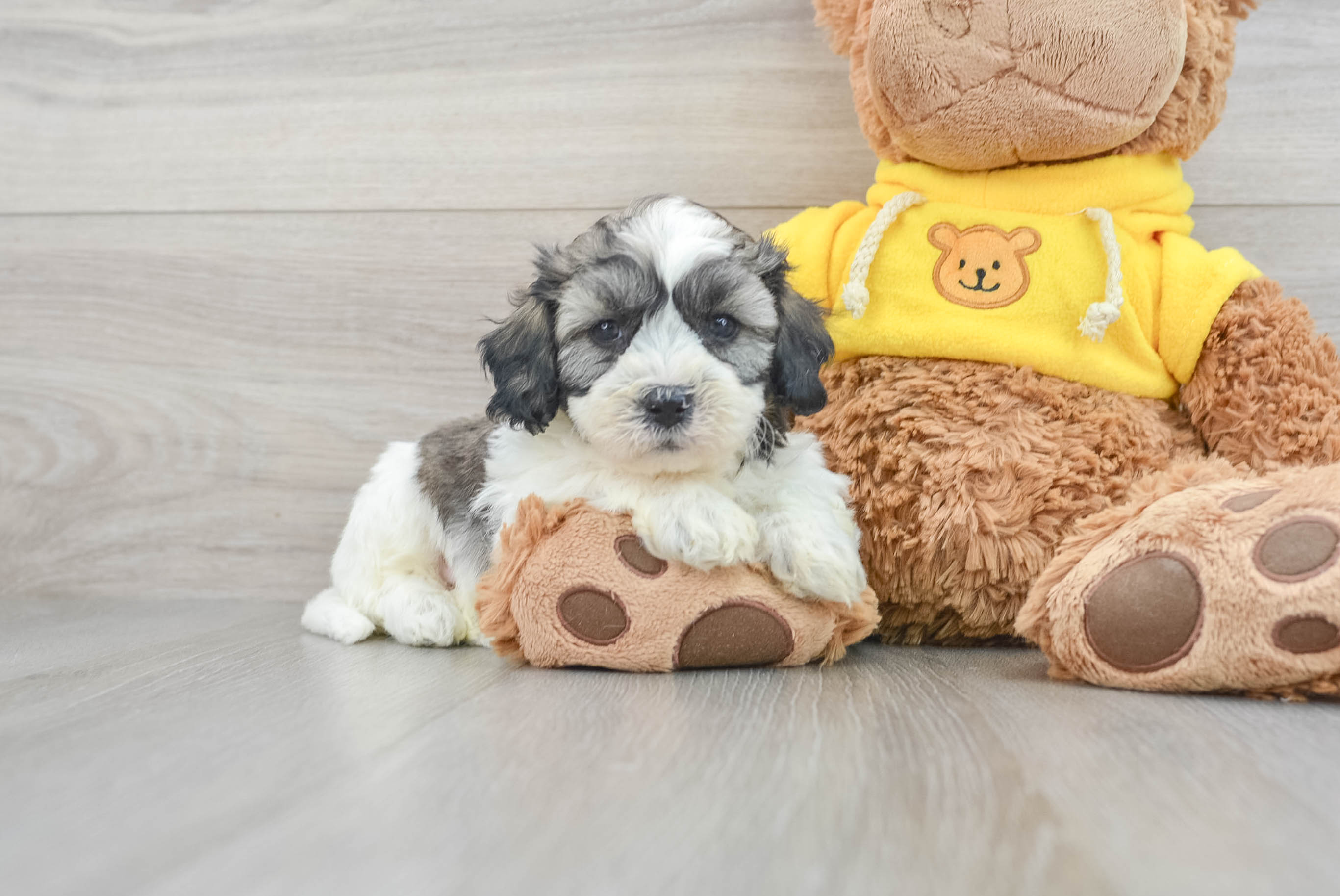 Sweet Teddy Bear Baby