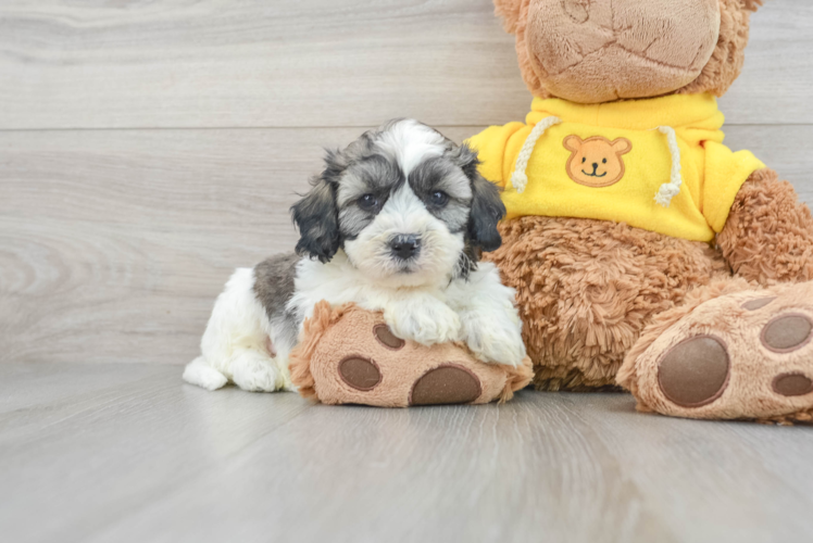 Sweet Teddy Bear Baby
