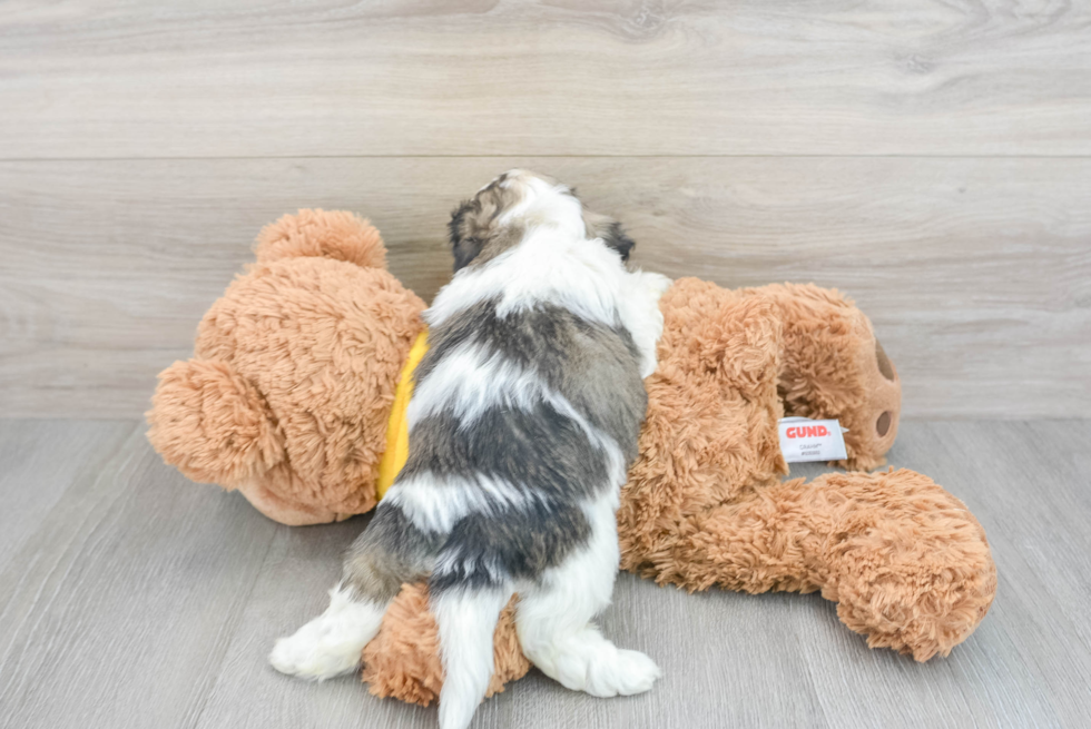 Popular Teddy Bear Designer Pup