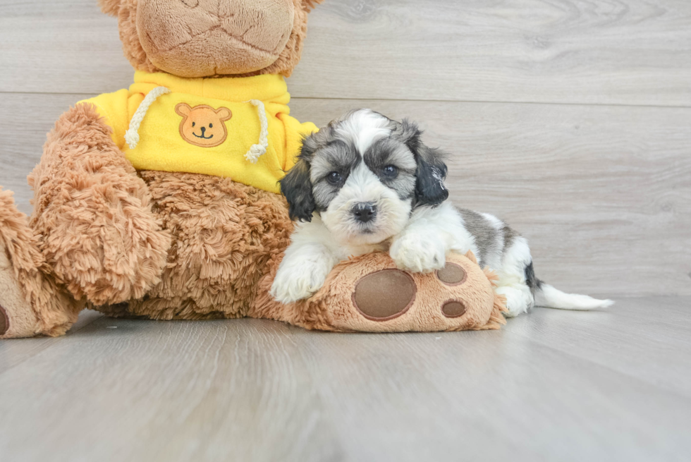 Cute Teddy Bear Baby