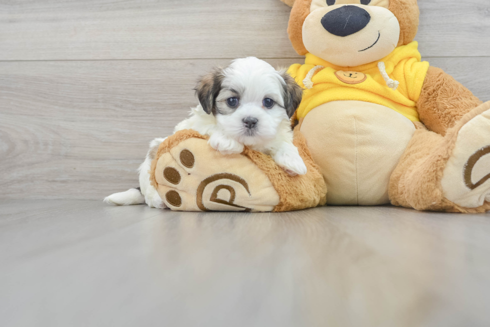 Teddy Bear Pup Being Cute