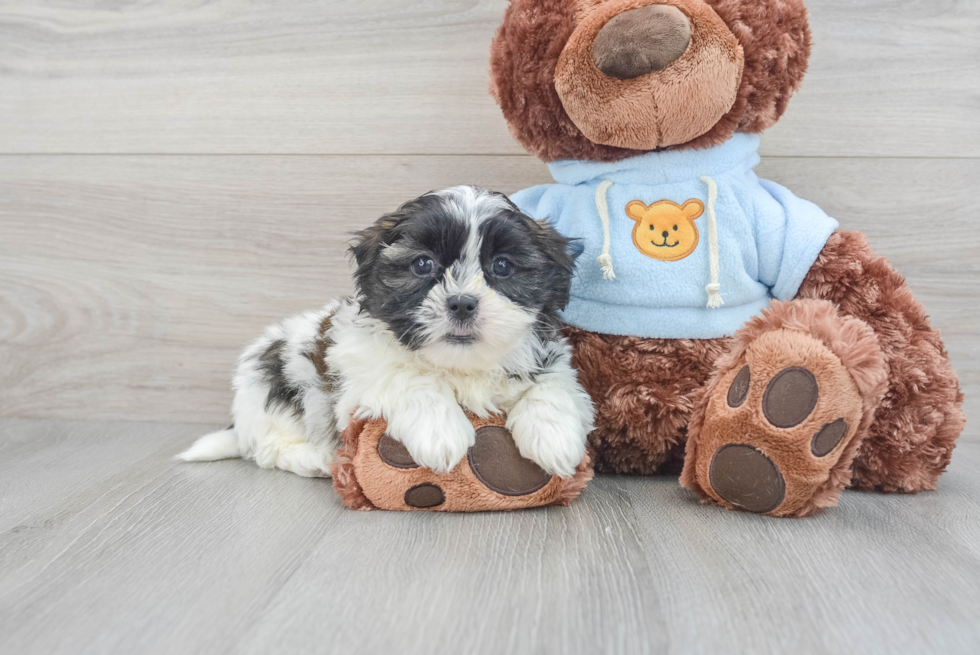 Smart Teddy Bear Designer Pup