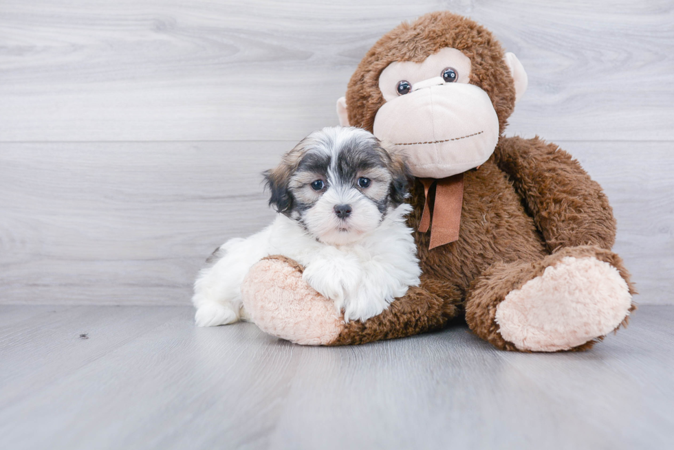 Popular Teddy Bear Designer Pup