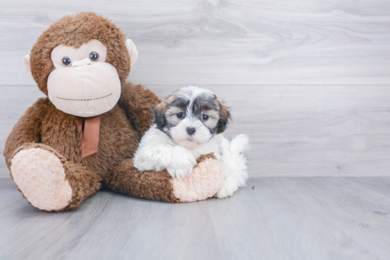 Teddy Bear Pup Being Cute