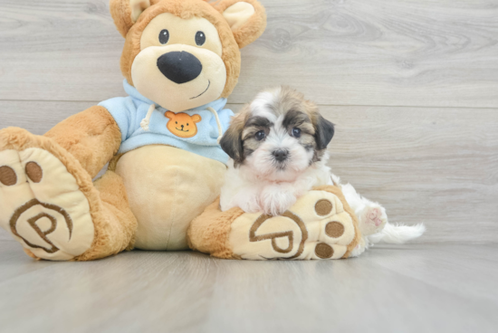 Playful Shichon Designer Puppy