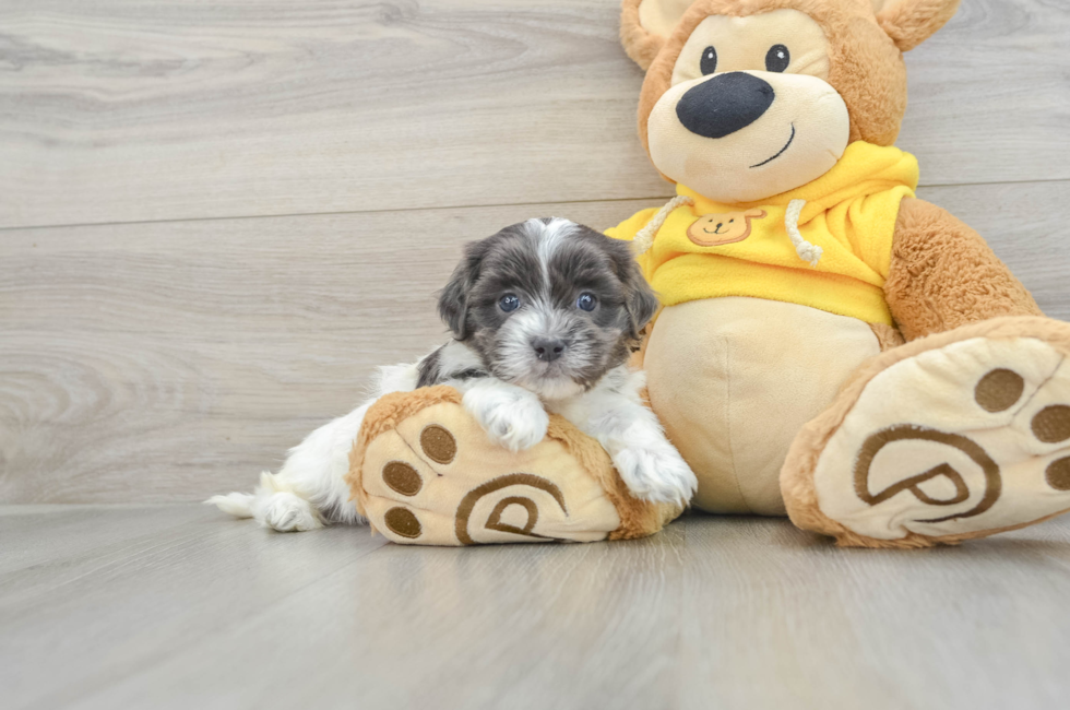 6 week old Teddy Bear Puppy For Sale - Premier Pups