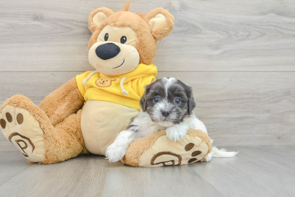 Teddy Bear Puppy for Adoption