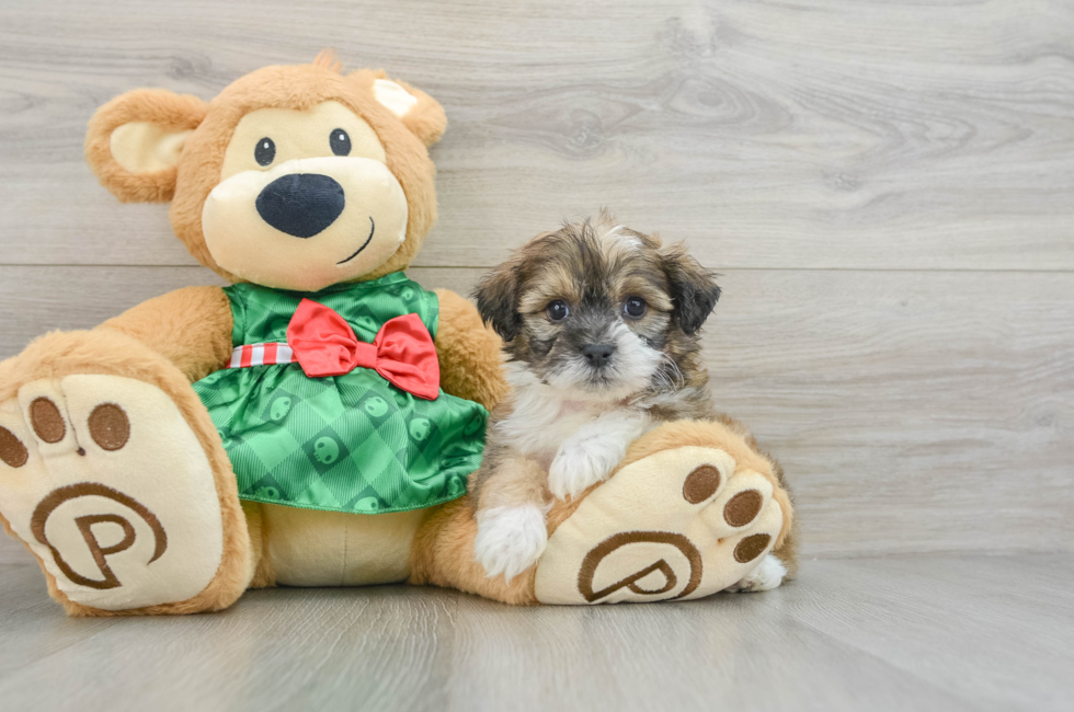 6 week old Teddy Bear Puppy For Sale - Premier Pups