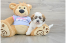 Teddy Bear Puppy for Adoption