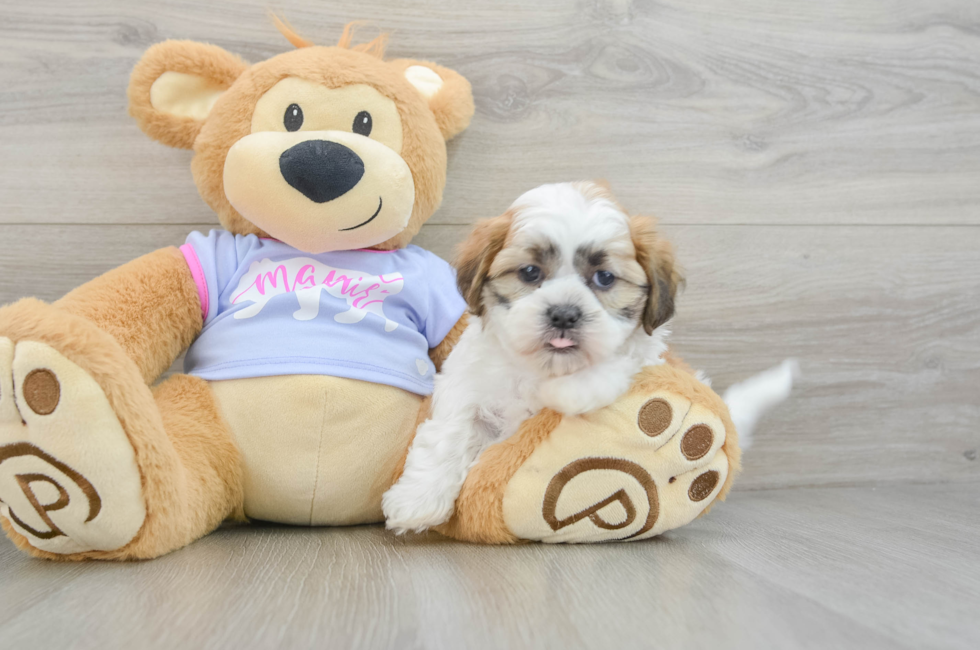 7 week old Teddy Bear Puppy For Sale - Premier Pups