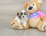 6 week old Teddy Bear Puppy For Sale - Premier Pups