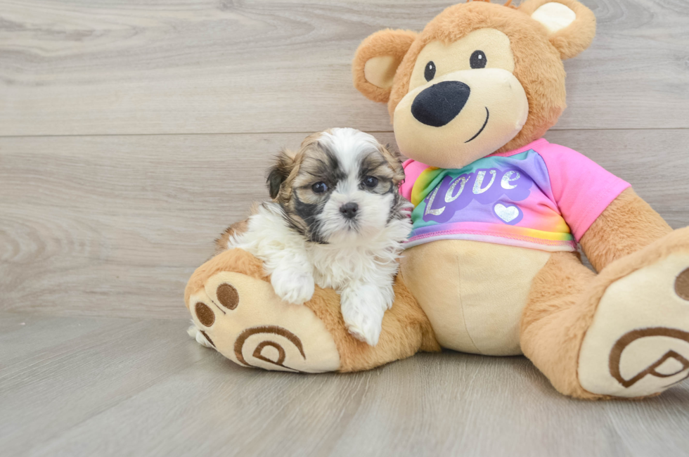 6 week old Teddy Bear Puppy For Sale - Premier Pups