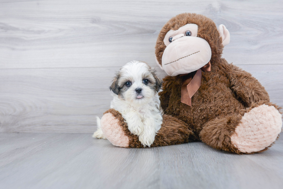 Friendly Teddy Bear Baby