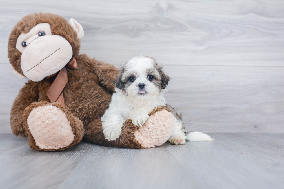 Petite Teddy Bear Designer Pup