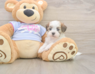 7 week old Teddy Bear Puppy For Sale - Premier Pups