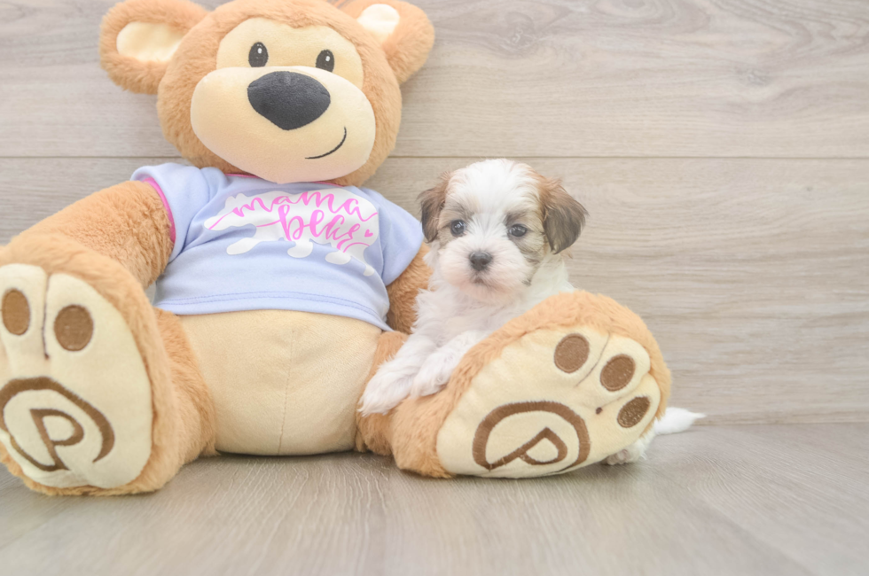 5 week old Teddy Bear Puppy For Sale - Premier Pups