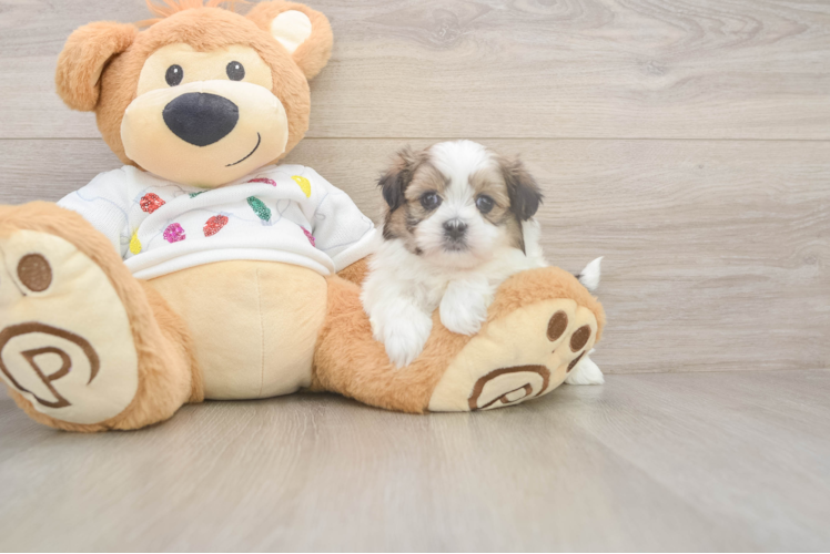 Funny Teddy Bear Designer Pup