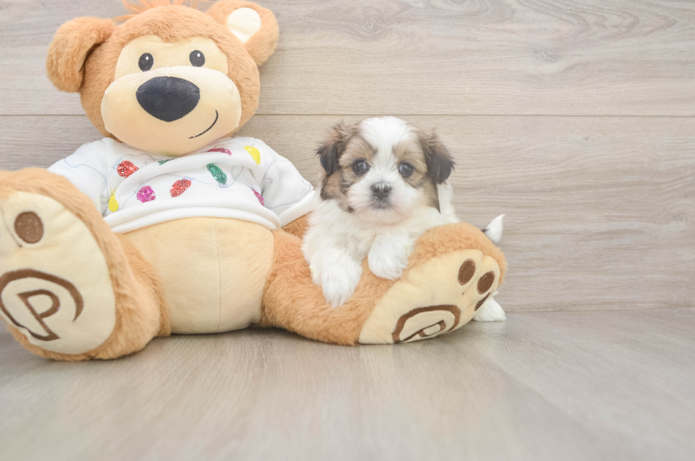 5 week old Teddy Bear Puppy For Sale - Premier Pups