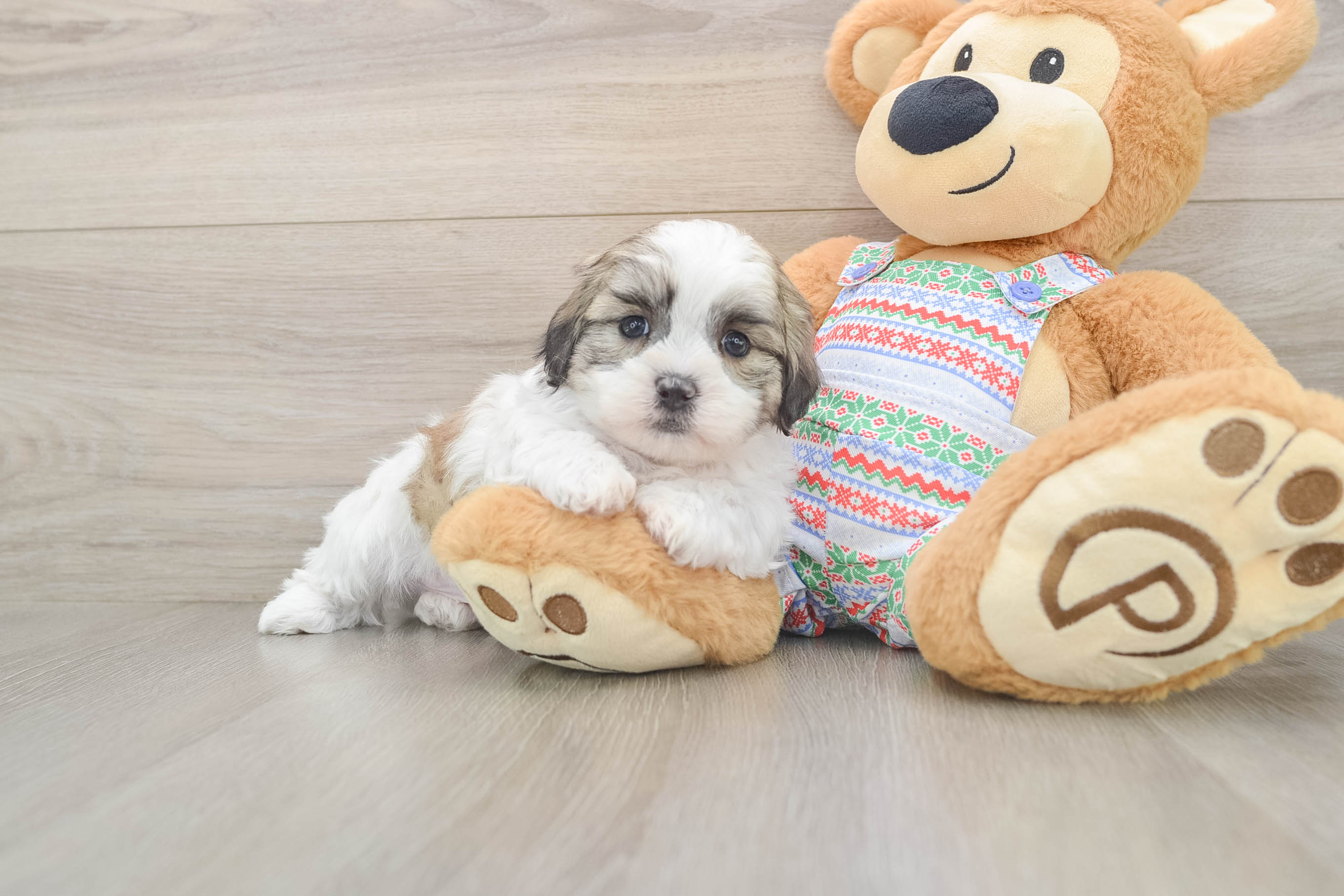 Sweet Teddy Bear Baby