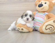 5 week old Teddy Bear Puppy For Sale - Premier Pups