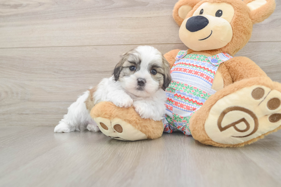 5 week old Teddy Bear Puppy For Sale - Premier Pups