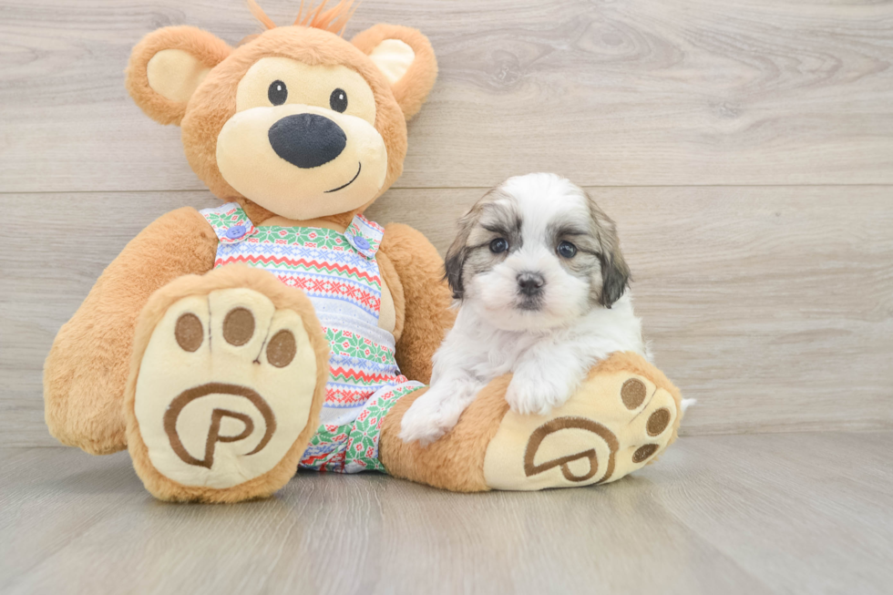 Teddy Bear Pup Being Cute