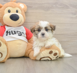 5 week old Teddy Bear Puppy For Sale - Premier Pups