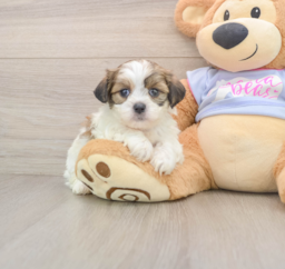 5 week old Teddy Bear Puppy For Sale - Premier Pups