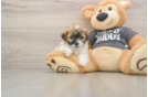 Teddy Bear Pup Being Cute
