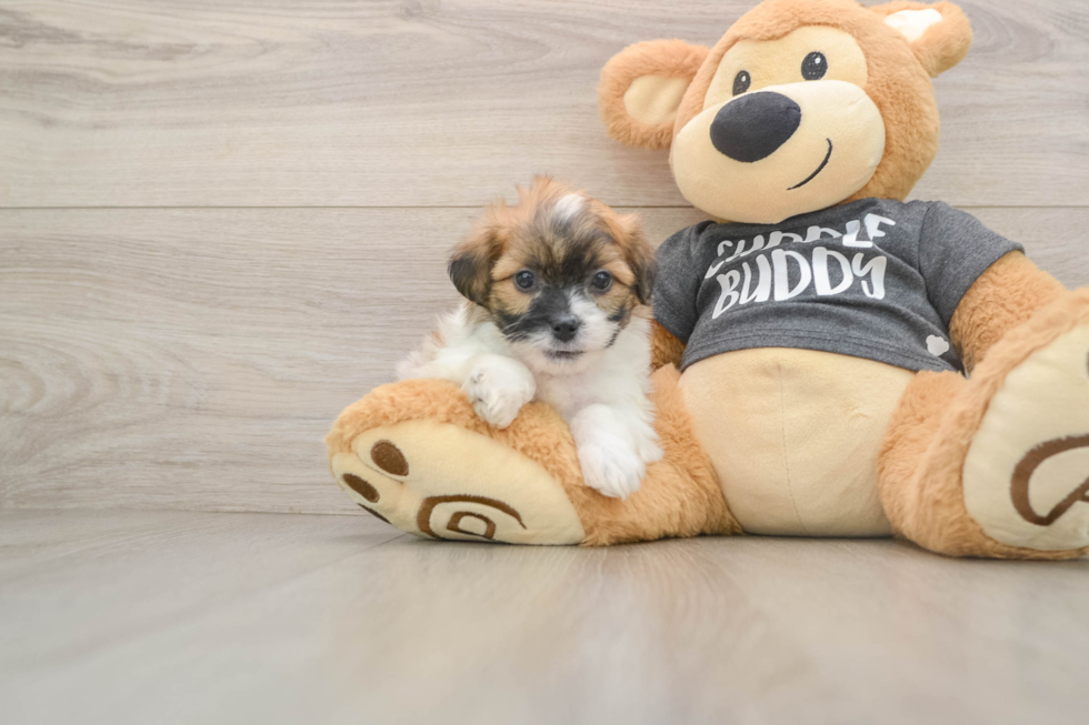 Teddy Bear Pup Being Cute
