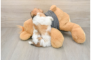 Little Shit Designer Puppy