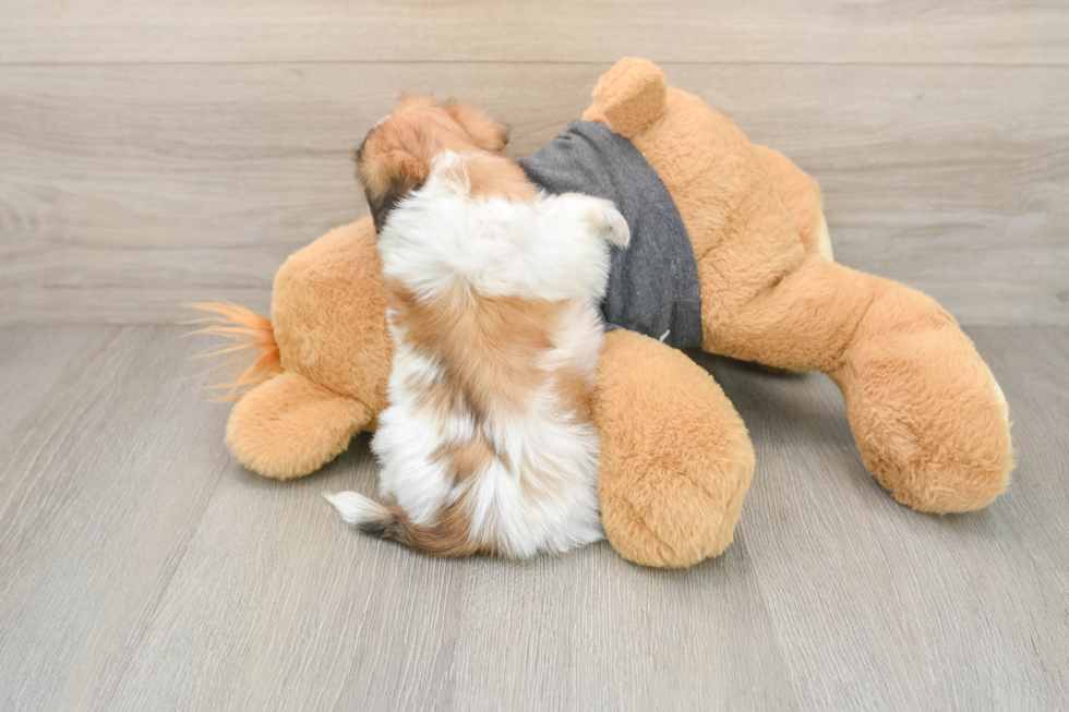 Little Shit Designer Puppy
