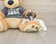7 week old Teddy Bear Puppy For Sale - Premier Pups