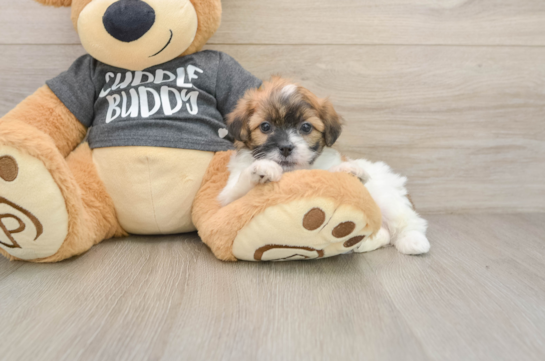 Hypoallergenic Shichon Designer Puppy