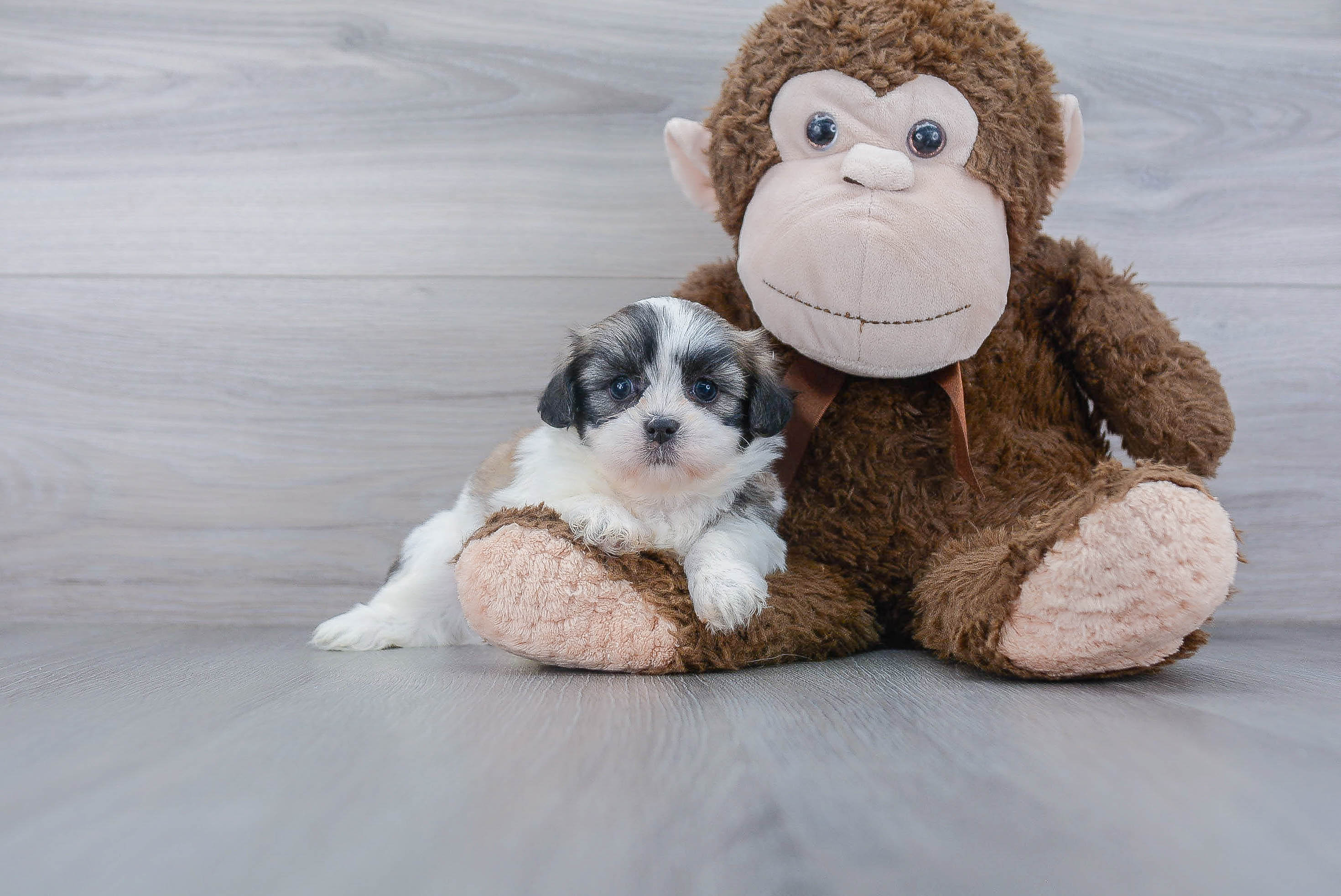 Small Teddy Bear Baby