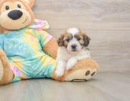7 week old Teddy Bear Puppy For Sale - Premier Pups