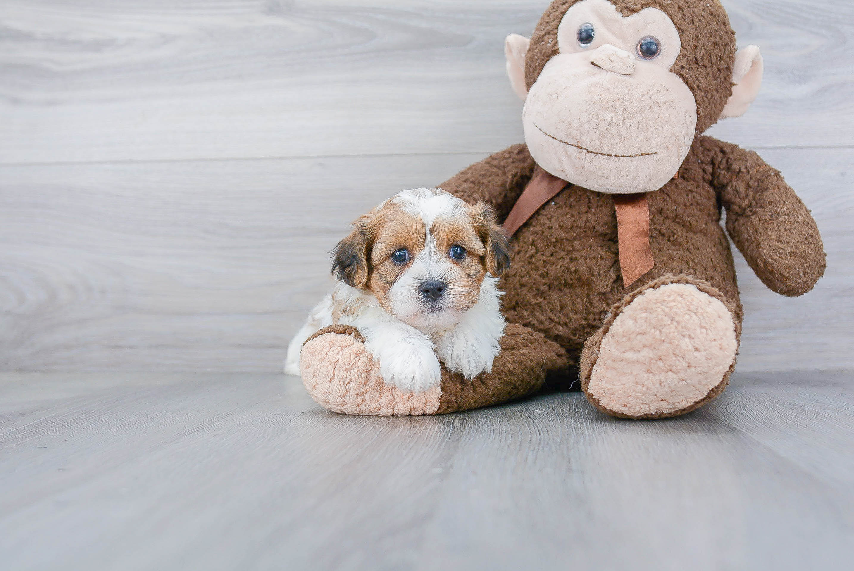 Fluffy Teddy Bear Designer Pup