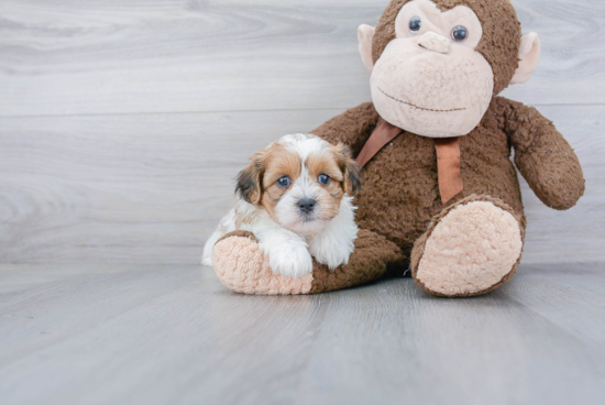 Fluffy Teddy Bear Designer Pup