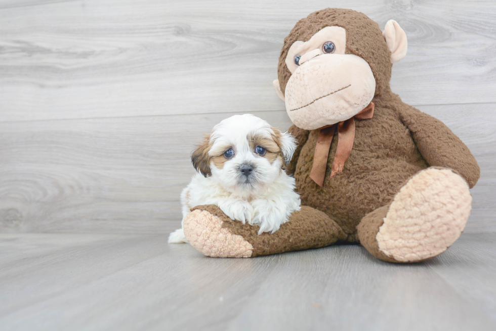 Teddy Bear Pup Being Cute