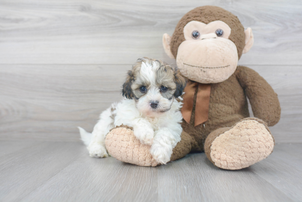 Energetic Shichon Designer Puppy