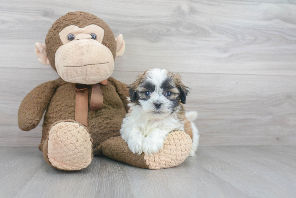 Friendly Teddy Bear Baby