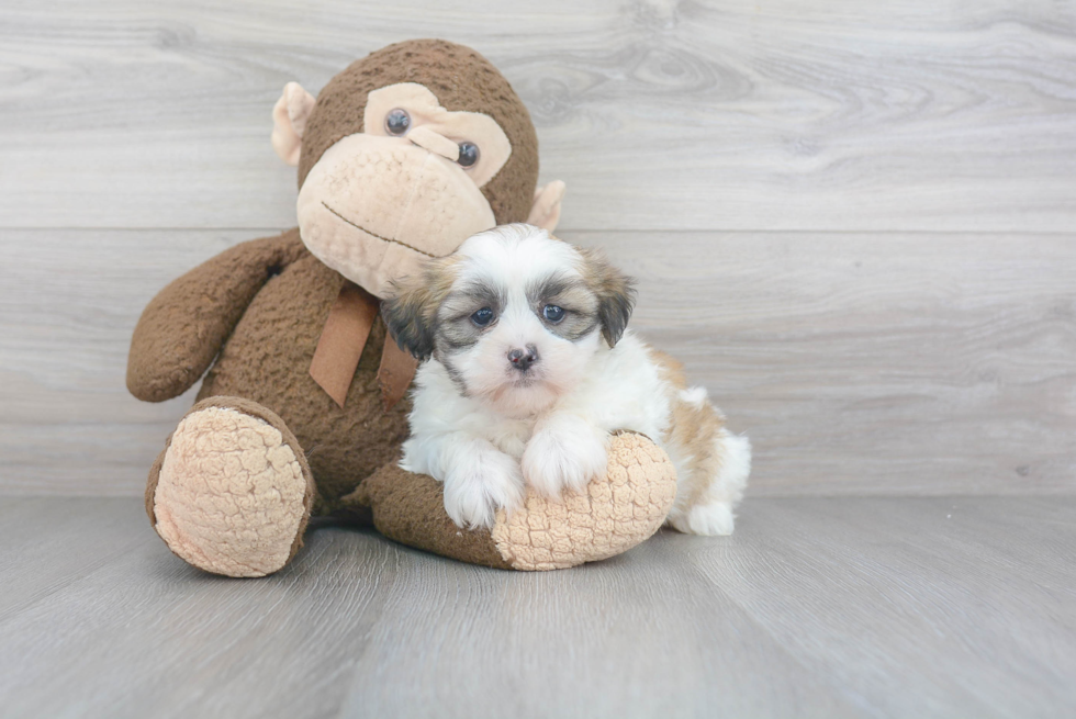 Fluffy Teddy Bear Designer Pup