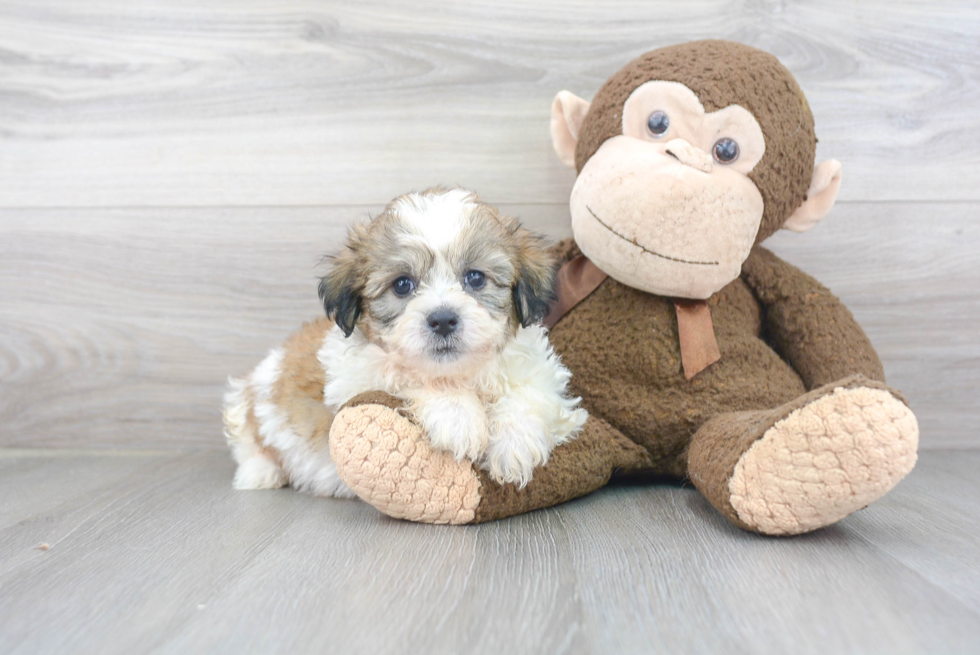Teddy Bear Puppy for Adoption
