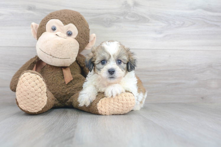 Teddy Bear Pup Being Cute
