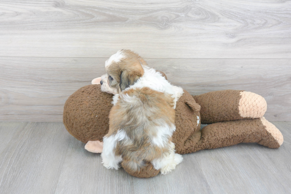 Teddy Bear Puppy for Adoption