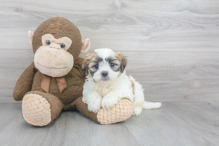 Adorable Shichon Designer Puppy