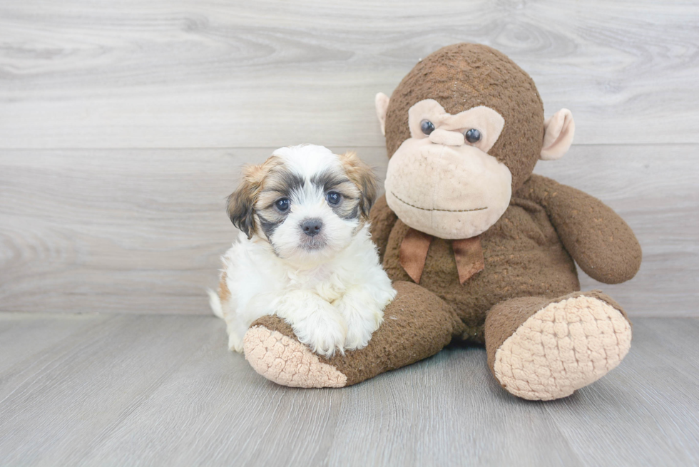 Teddy Bear Pup Being Cute