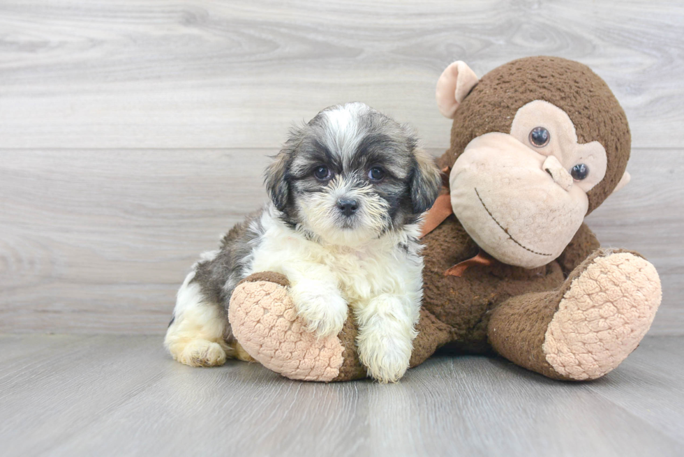 Teddy Bear Pup Being Cute