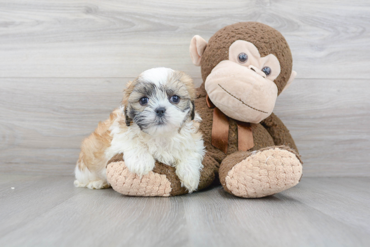 Adorable Shichon Designer Puppy