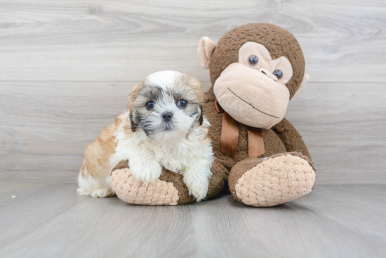 Adorable Shichon Designer Puppy